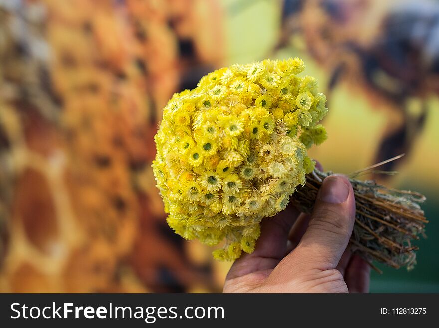 Amazing colorful dry flowers in hand