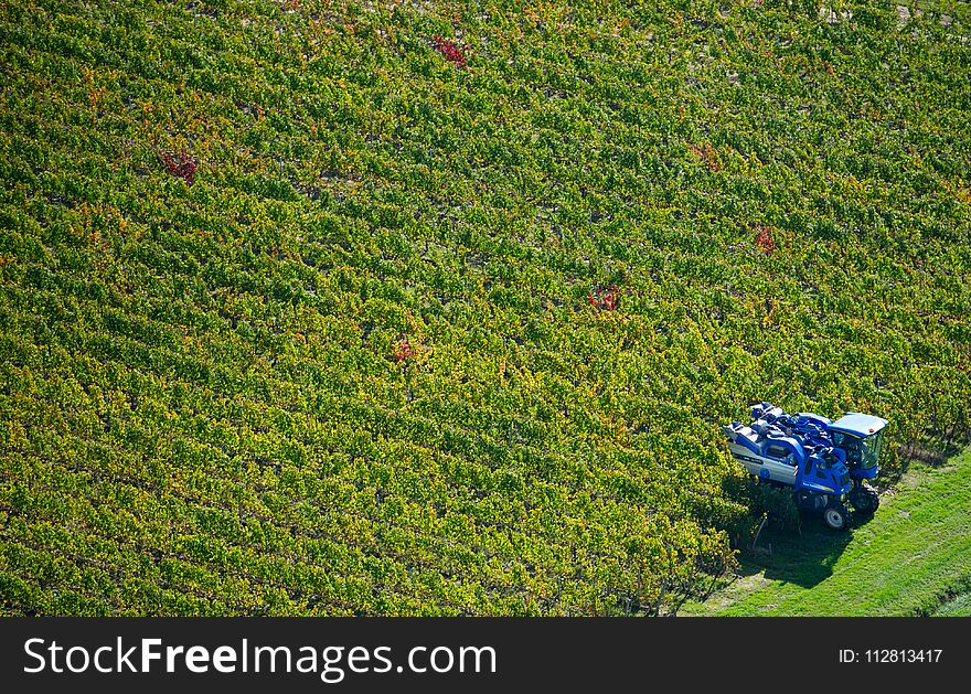 Mechanical harvester of grapes, Bordeaux vineyard, France