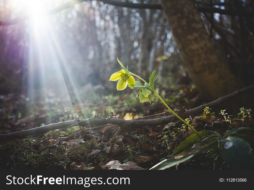 Green flower in the woods on sunlight. Sunflare and green flower