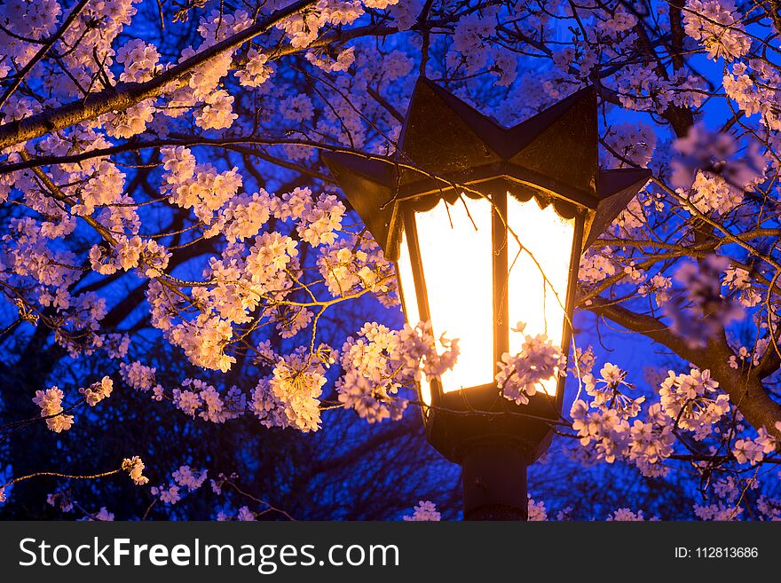 Street lights illuminate cherry blossoms