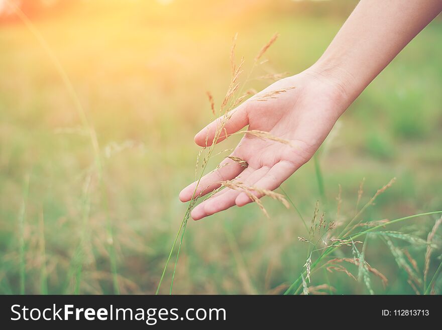 Woman hand touching green grass at meadowsnbackground. Woman hand touching green grass at meadowsnbackground