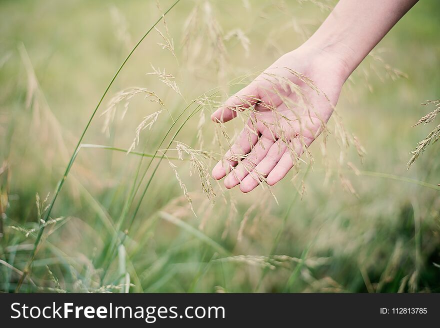Woman hand touching green grass at meadows background. Woman hand touching green grass at meadows background
