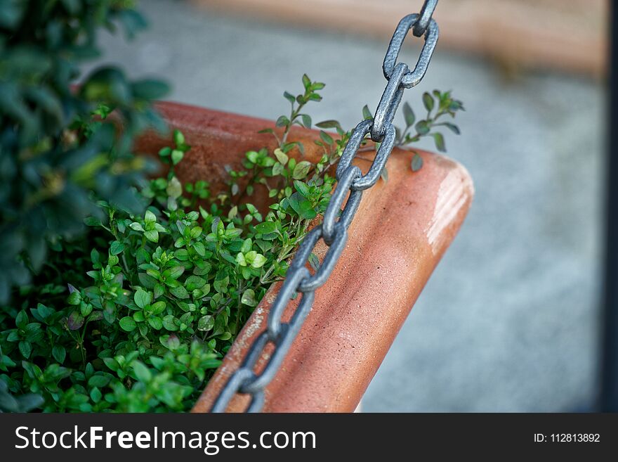 Bush in flowerpot with steel chain fence before it.