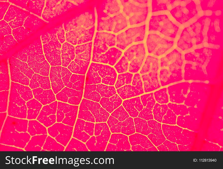 One Separate Dry Leaf In Close Up View