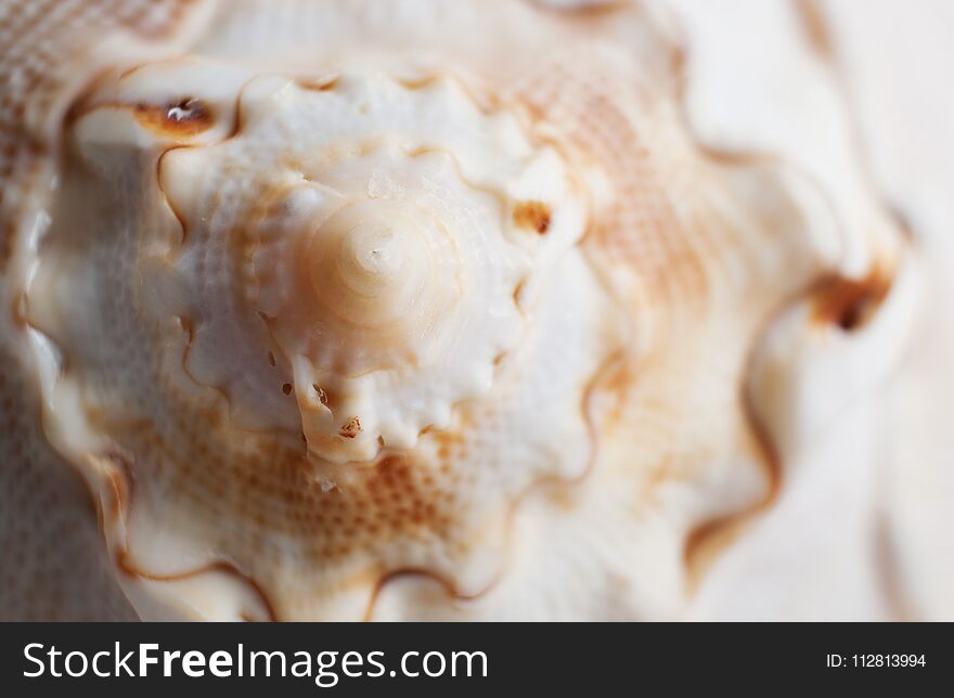 Natural background. Close-up a beautiful relief wavy end of seashell. Selective focus.