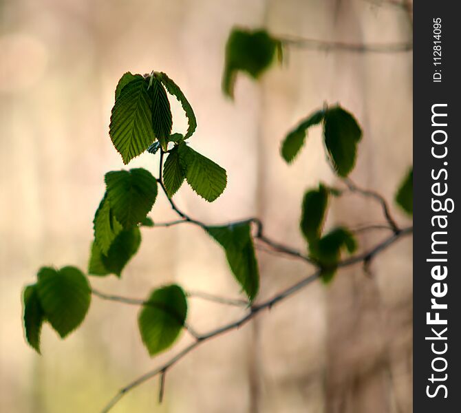 Leaves of a budding tree