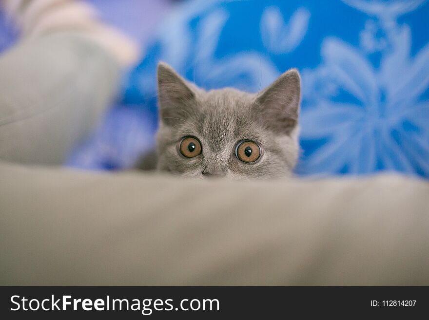 Cat Looks Out Hiding, Surprise, Hunting Sunlight