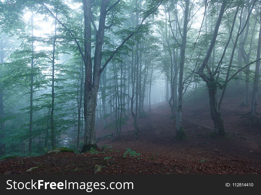 Colorful landscape with beech forest and the sun, with bright rays of light beautifully shining through the trees and morning fog.