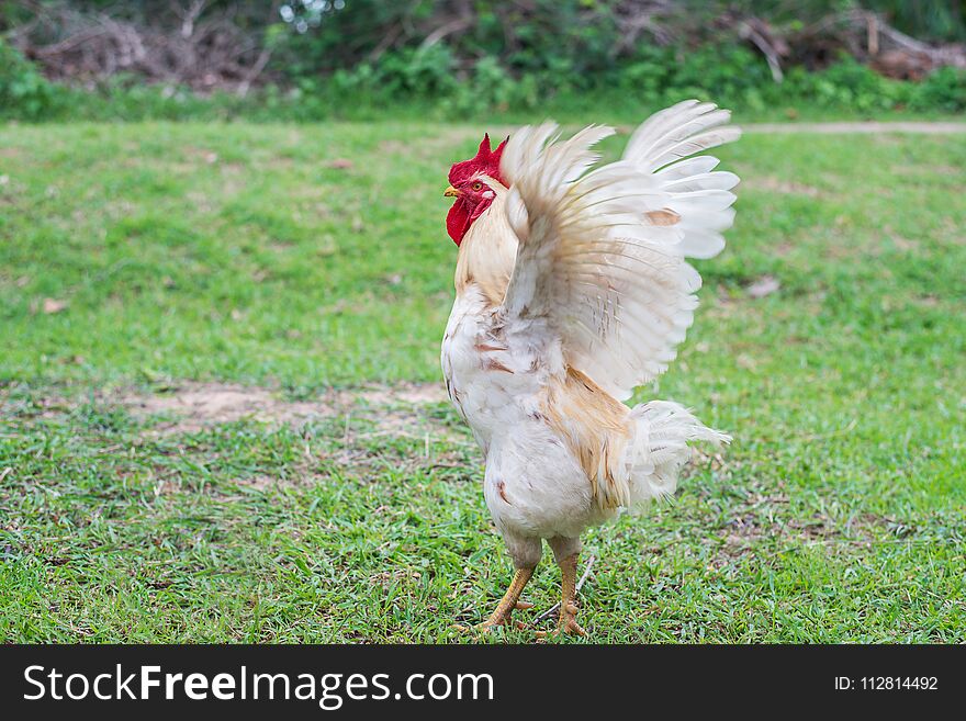 White hen walking in nature farm background. White hen walking in nature farm background