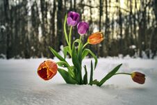 Flowers Growing In Snowdrift In Winter Forest Royalty Free Stock Photography
