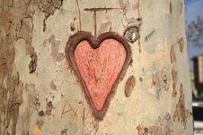 Heart Carved In Tree Trunk Stock Images