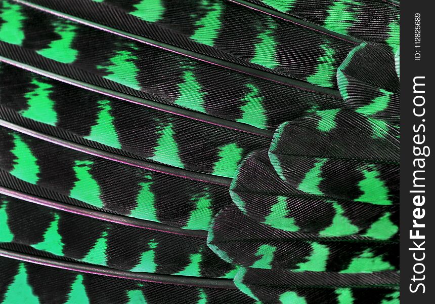 The colorful feathers of a bird closeup folded in a row like a fan