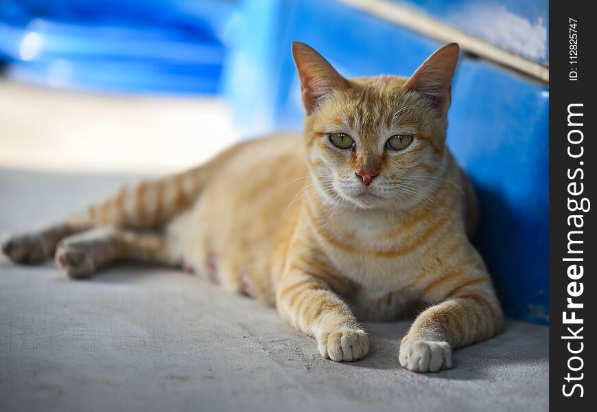 Cute yellow cat sleep relax On the floor