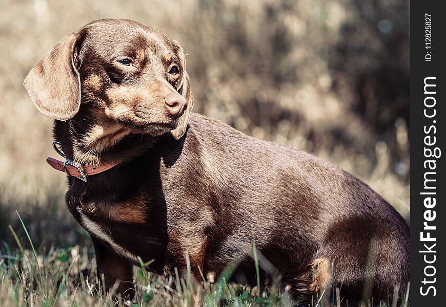 Little dachshund purebreed long bodied short legged small dog playing outside on grass during summer spring weather. Little dachshund purebreed long bodied short legged small dog playing outside on grass during summer spring weather