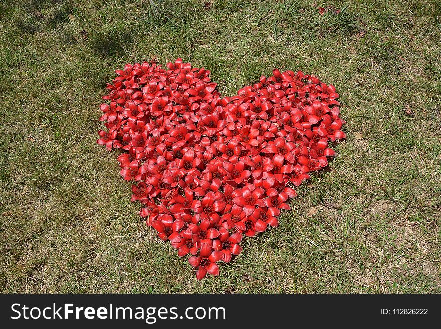 Red Silk Cotton Tree flowers in heart shape