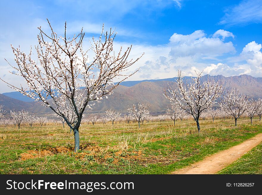 Apricot farm during sping season against Vayk mountain range, Vayots Dzor Province, Armenia