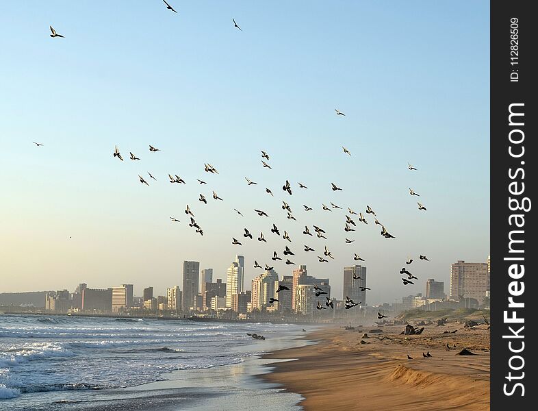 A flock of mainly domesticated pigeons converge upon a Durban beach South Africa. A flock of mainly domesticated pigeons converge upon a Durban beach South Africa