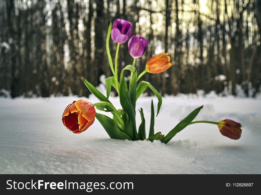 Beautiful tulips growing in snowdrift in winter forest. Beautiful tulips growing in snowdrift in winter forest