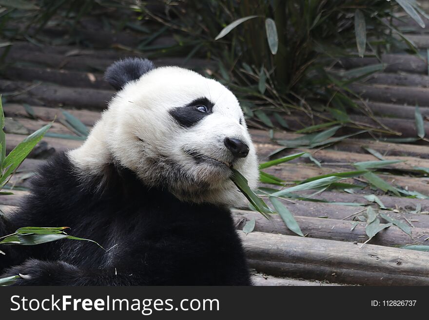 Closed-up Fluffy Giant Panda is Eating Bamboo Leaves with her Cub, Chengdu , China