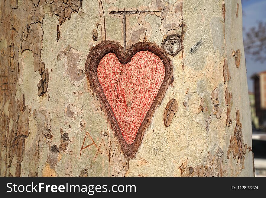 Heart carved in tree trunk