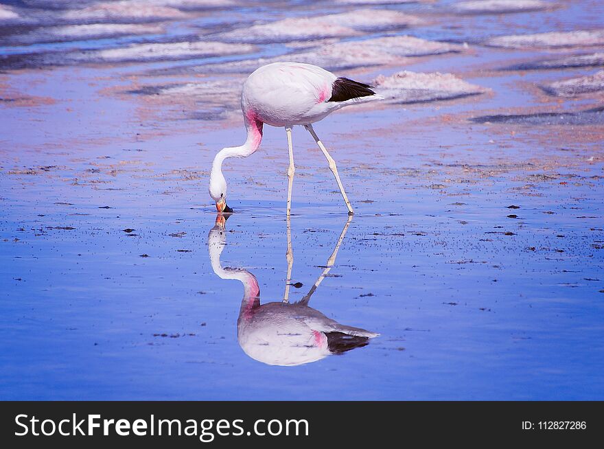 Pink big bird Flamingo in the water. Atacama Desert. Chile.