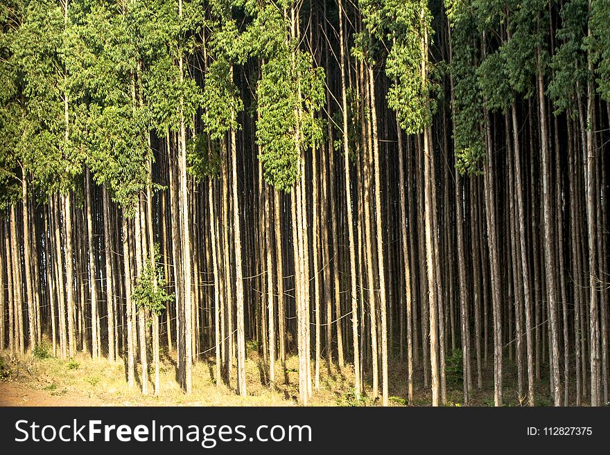 Forest of eucalyptus tree in Sao Paulo state, Brazil. Forest of eucalyptus tree in Sao Paulo state, Brazil