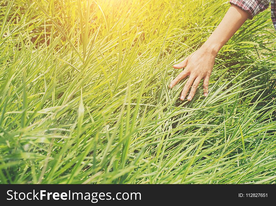 Woman hands touching the grass on the green meadows.