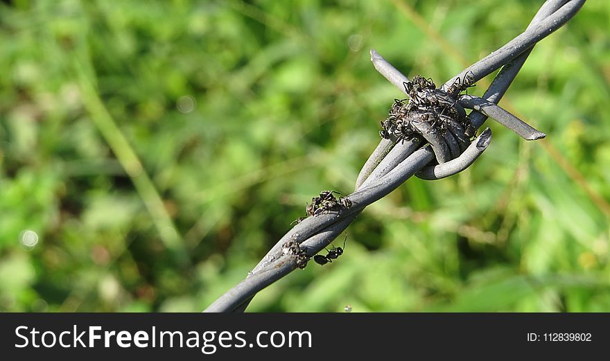 Plant, Flora, Grass, Tree