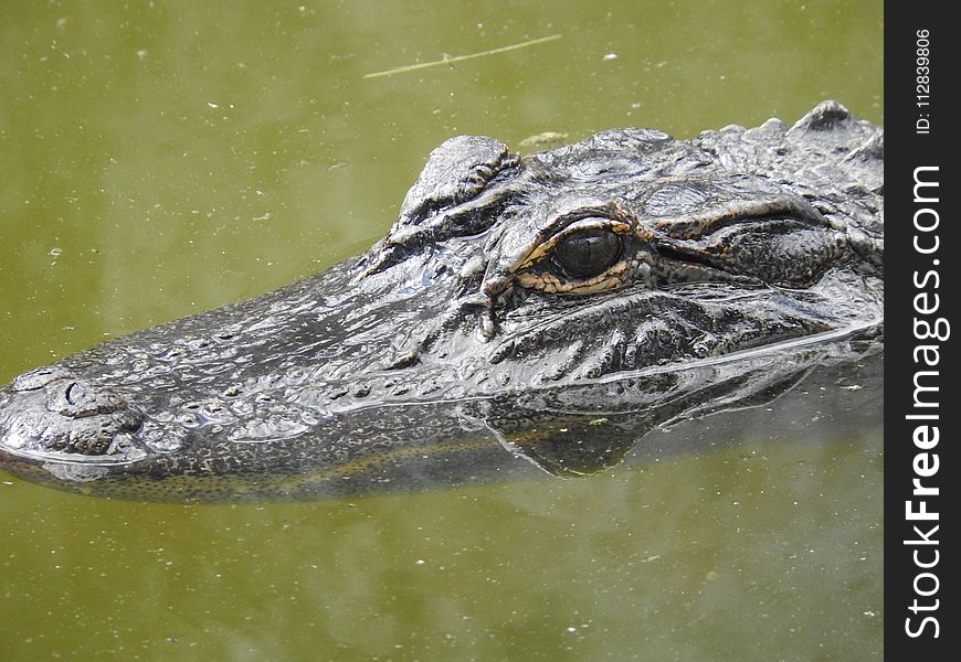 Crocodilia, Alligator, Crocodile, American Alligator