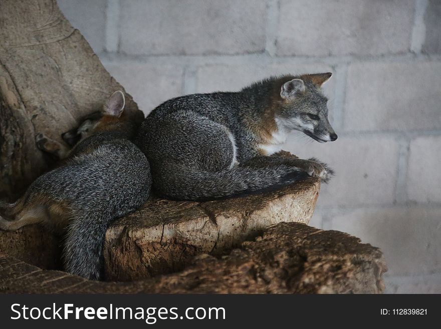 Mammal, Fauna, Grey Fox, Fox