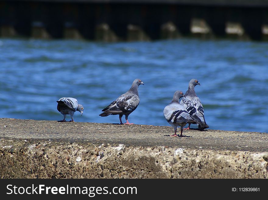 Bird, Seabird, Beak, Gull