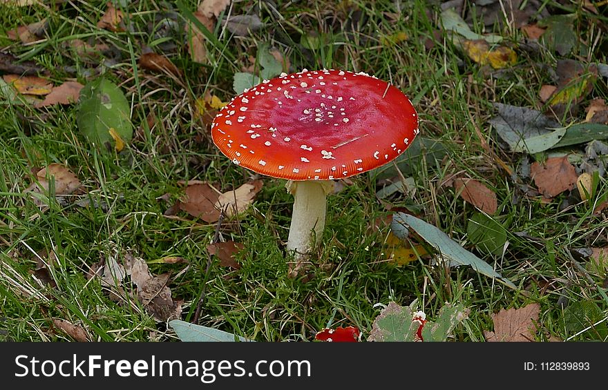 Fungus, Mushroom, Agaric, Flora