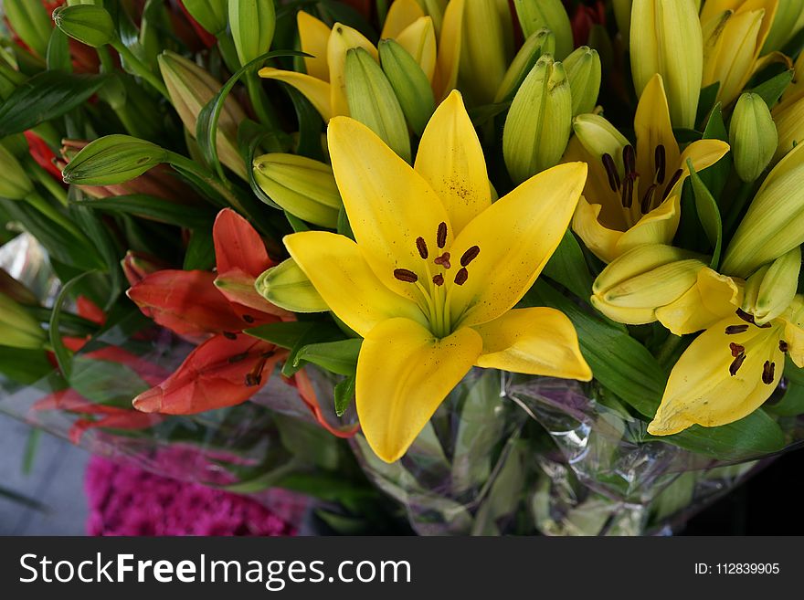Flower, Plant, Lily, Yellow