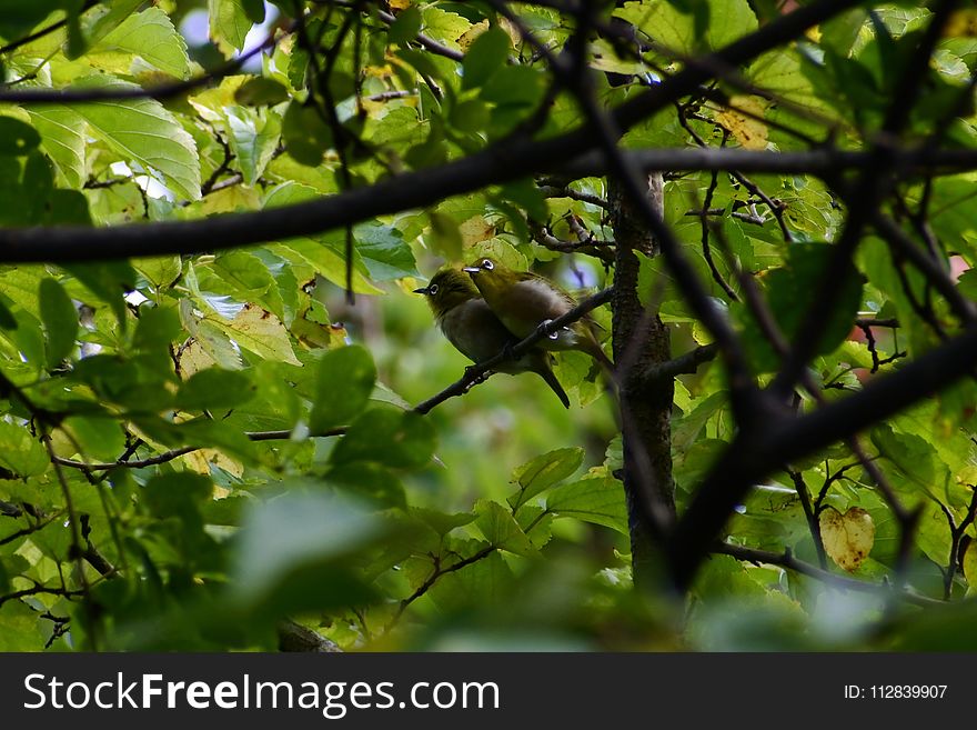 Bird, Fauna, Ecosystem, Vegetation