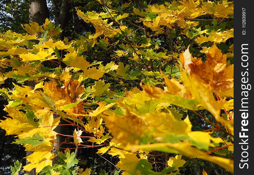 Leaf, Yellow, Autumn, Tree