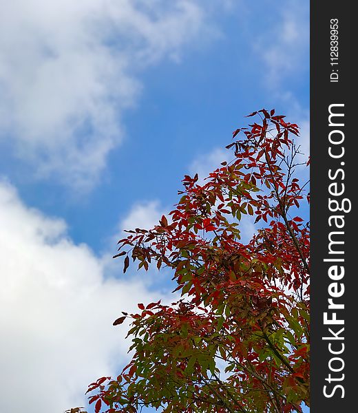 Sky, Leaf, Tree, Autumn