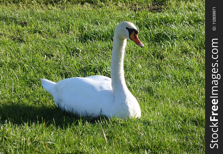 Bird, Water Bird, Ducks Geese And Swans, Beak