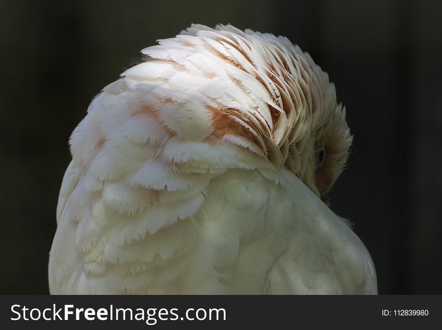 Beak, Fauna, Close Up, Feather
