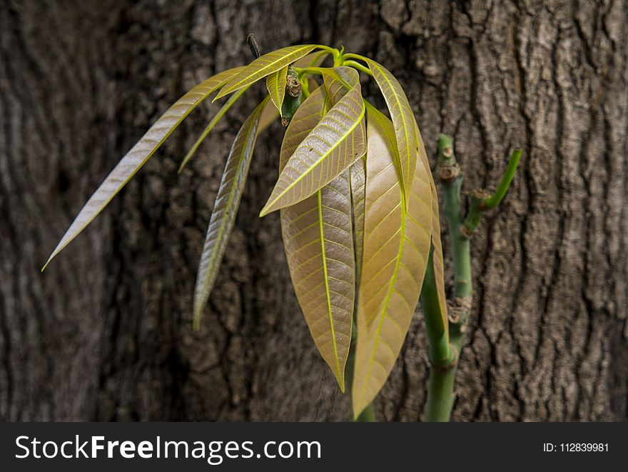 Leaf, Plant, Flora, Plant Stem