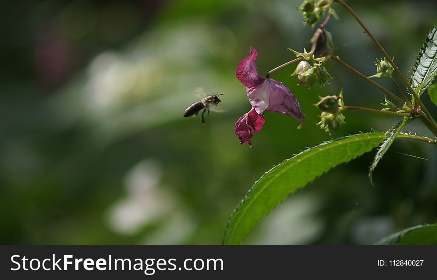 Insect, Nectar, Pollinator, Flower