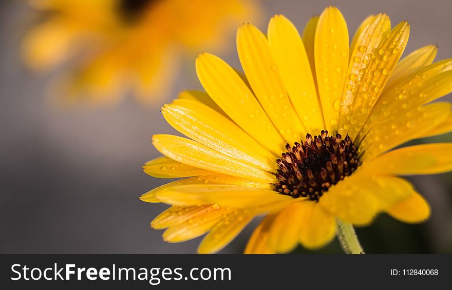 Flower, Yellow, Flora, Macro Photography