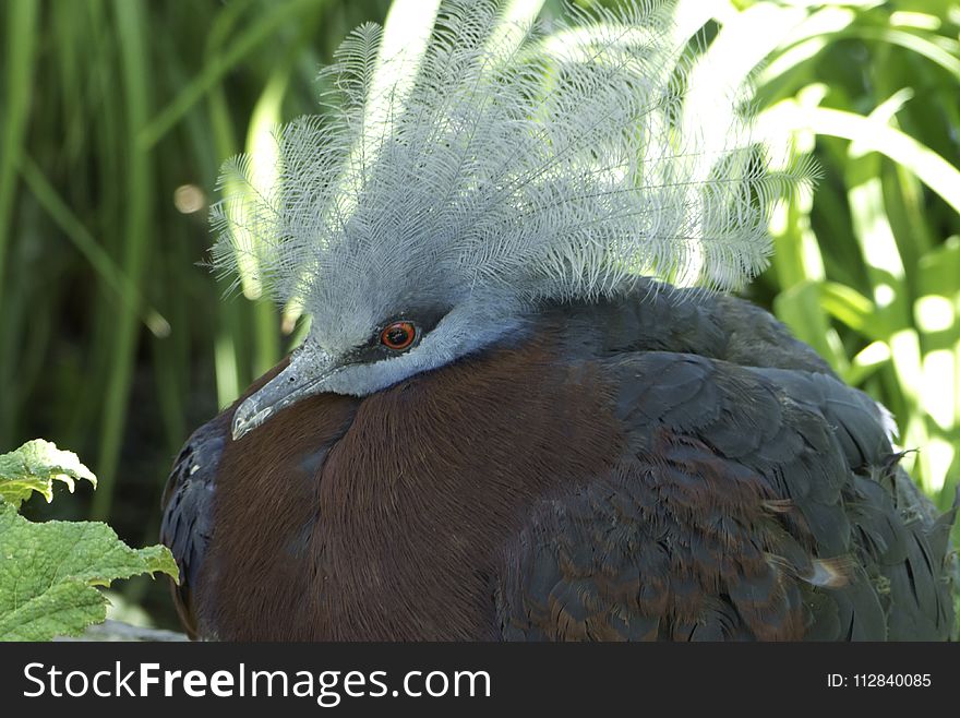 Beak, Bird, Fauna, Close Up