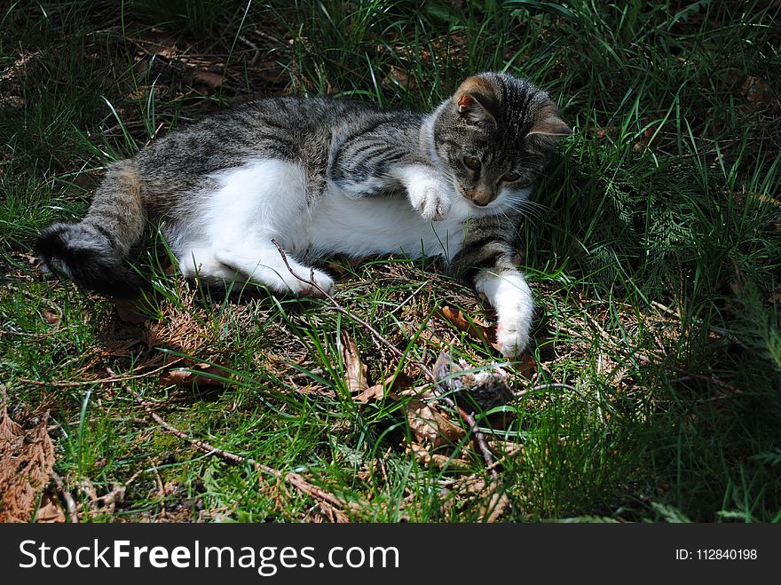 Cat, Fauna, Small To Medium Sized Cats, Grass