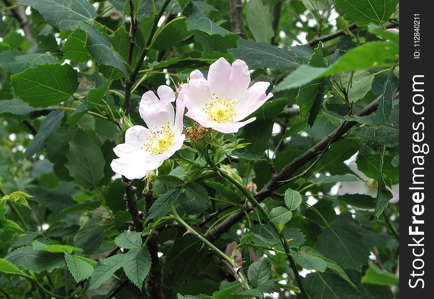 Flower, Rose Family, Plant, Rosa Canina