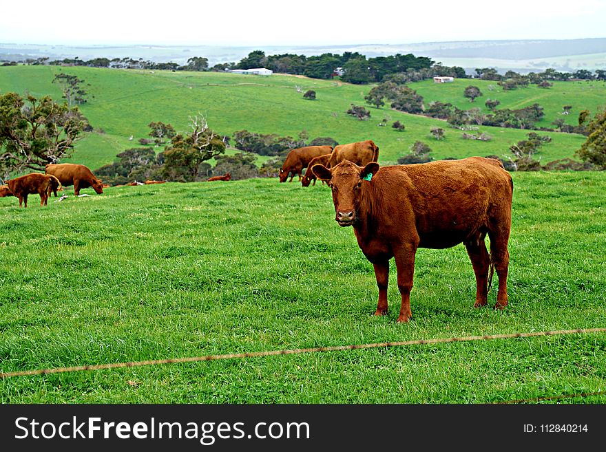 Grassland, Pasture, Cattle Like Mammal, Grazing