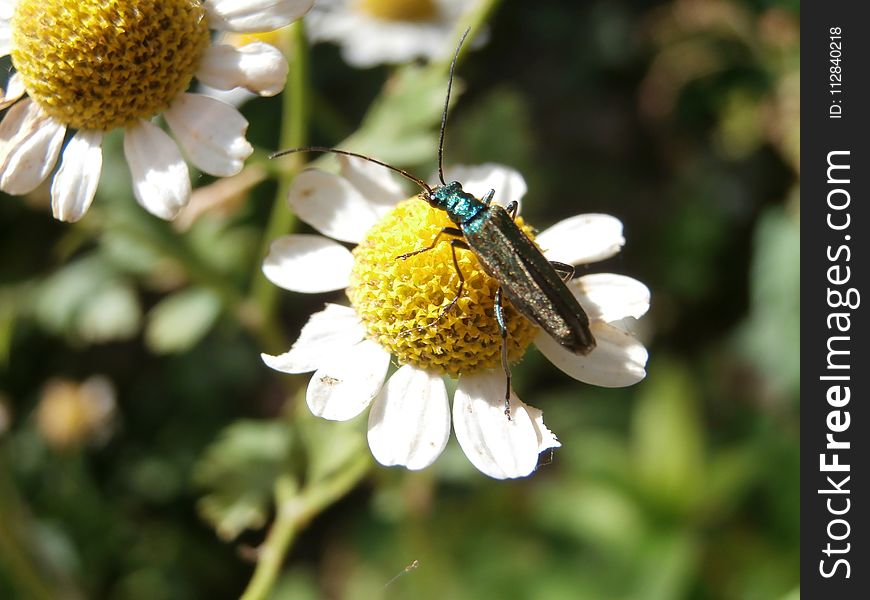 Flower, Oxeye Daisy, Chamaemelum Nobile, Bee