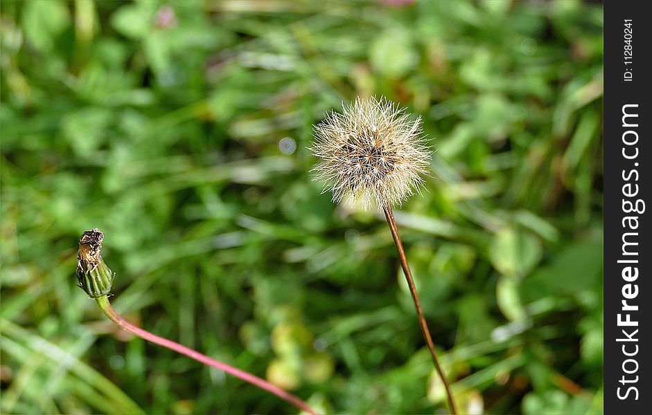 Flora, Plant, Grass, Insect