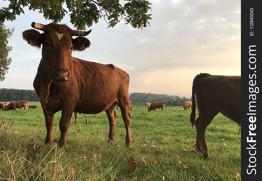 Cattle Like Mammal, Pasture, Grassland, Grass