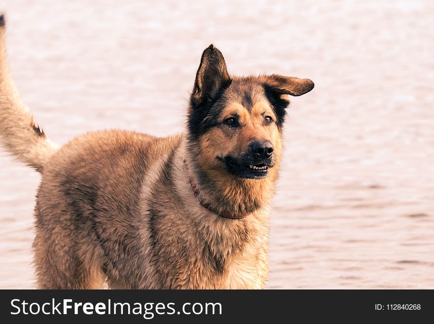 Dog, Dog Like Mammal, Dog Breed, Old German Shepherd Dog