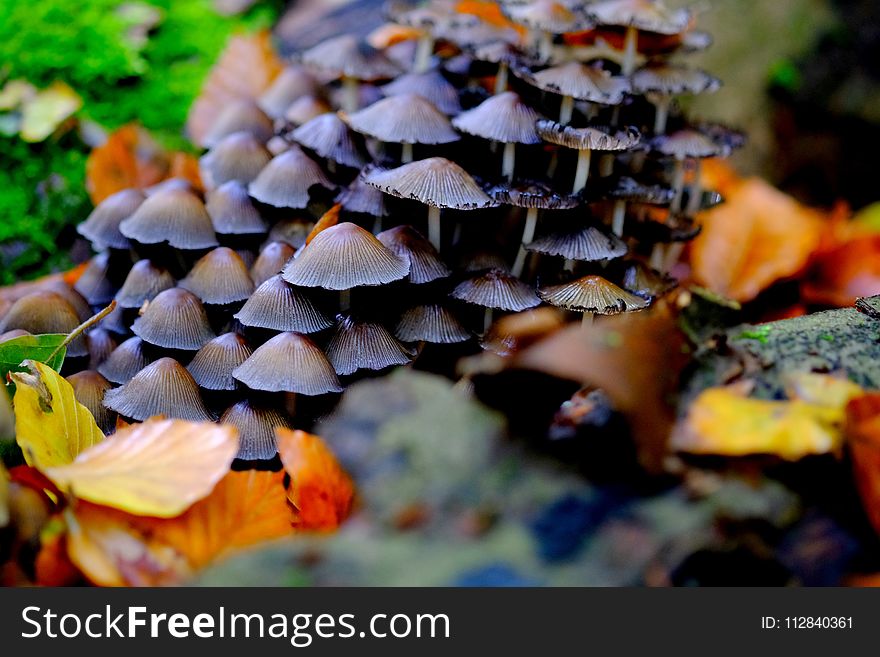 Fungus, Leaf, Autumn, Mushroom